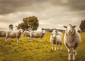 Pecore: la democrazia alla base della scelta del leader