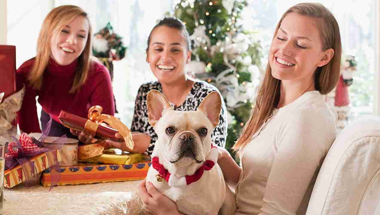 regalo di Natale per il cane