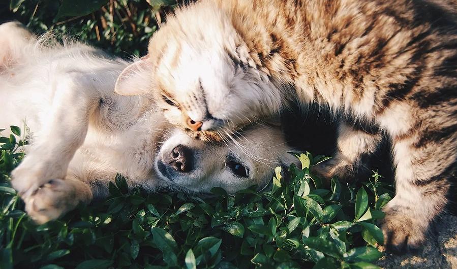 Rifugio per animali: un’oasi per gli amici a quattro zampe