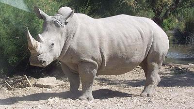 Rinoceronte bianco: una nuova speranza