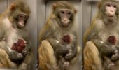 Scimmie: il ruolo dell'attaccamento materno