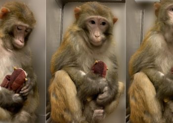 Scimmie: il ruolo dell'attaccamento materno