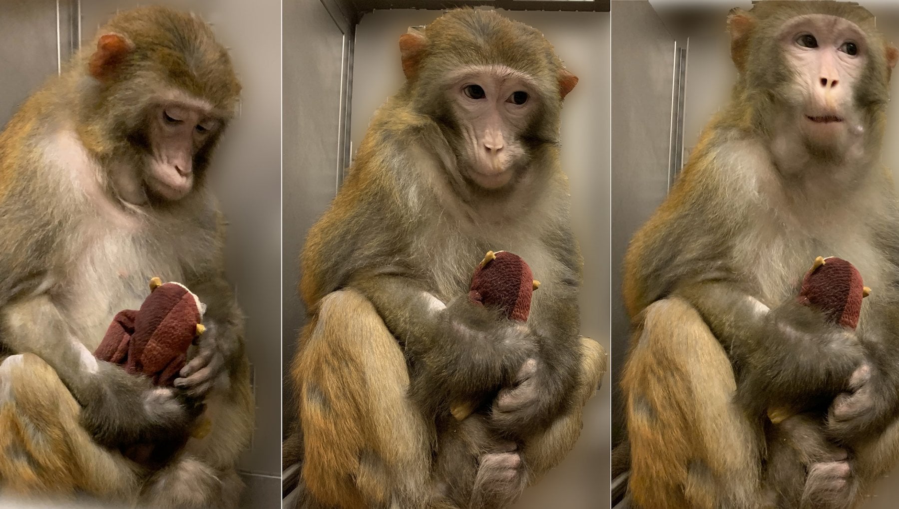 scimmie e attaccamento materno