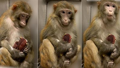 Scimmie: il ruolo dell’attaccamento materno