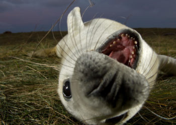 Le foche cambiano l'intonazione e volume della voce, come gli umani