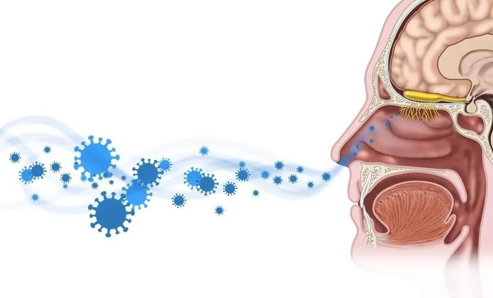 Long COVID, trovato il motivo della perdita dell’olfatto