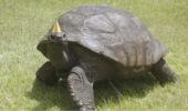 tartaruga più anziana del mondo