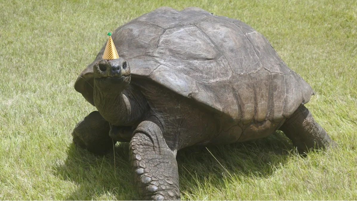 tartaruga più anziana del mondo