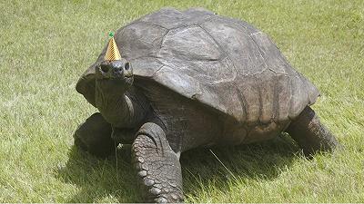 Tartaruga: la più anziana del mondo ha 190 anni