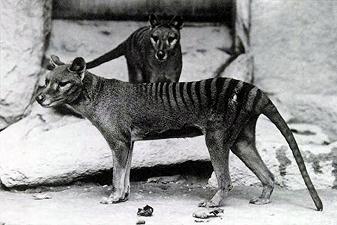 Nell’armadio di un museo è stata ritrovata l’ultima tigre della Tasmania conosciuta