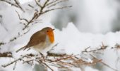 Uccelli: come si difendono dal freddo
