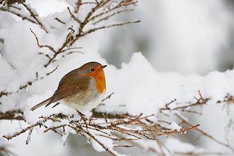 Uccelli: come si difendono dal freddo