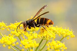 Vespa velutina: specie invasiva dell’Europa