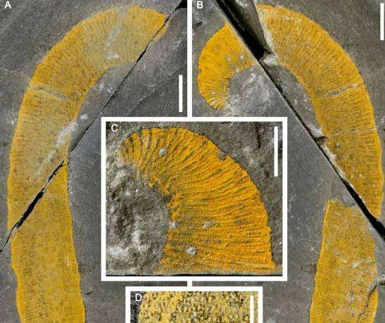 Vermi marini di 455 milioni di anni fa, scoperti i resti in Marocco