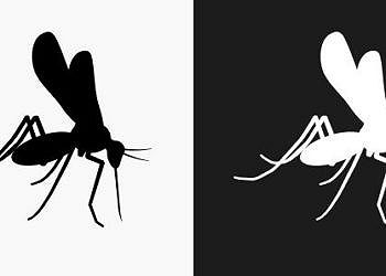 Le zanzare hanno una loro utilità, soprattutto per gli esseri umani