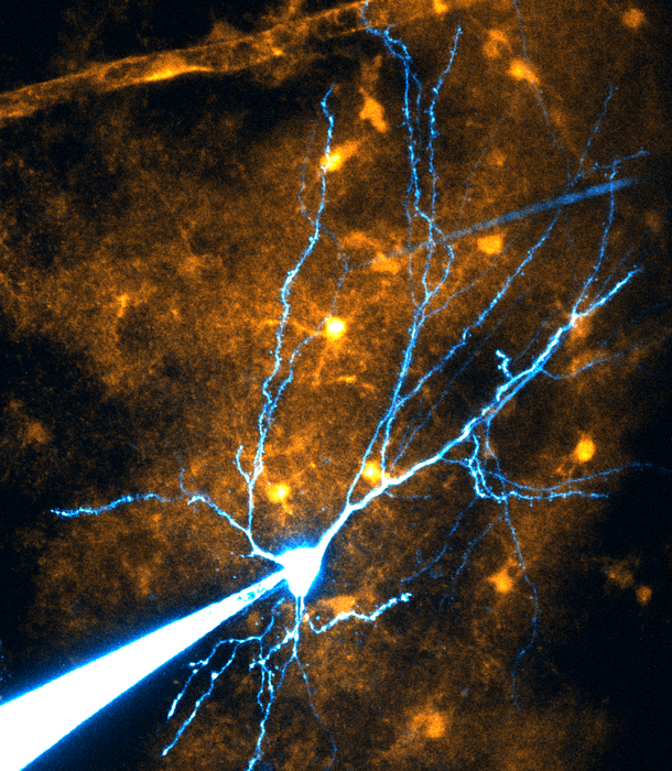 Le cellule gliali aiutano la memoria