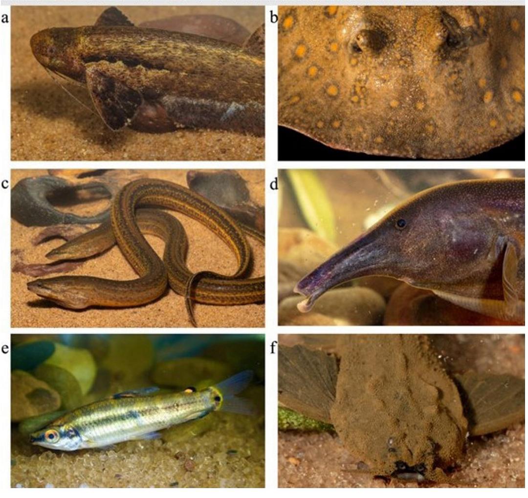 Circa 35 nuove specie di pesci trovate in Bolivia
