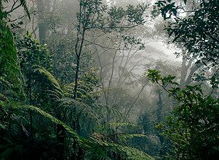 Le foreste sono serbatoi o fonti di carbonio?