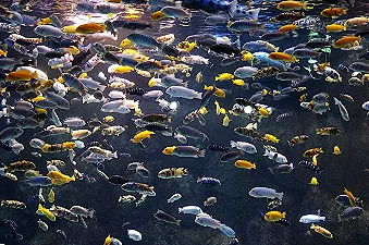 L’organo sensoriale dei pesci per migliorare le capacità di navigazione