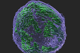 L’enzima che protegge dai virus ma alimenta i tumori