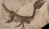 "Ciro" il dinosauro meglio conservato al mondo