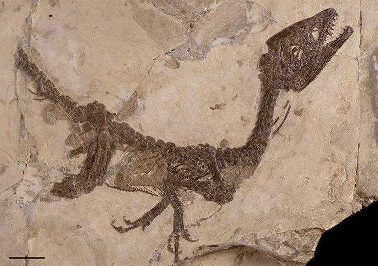 “Ciro” il dinosauro meglio conservato al mondo