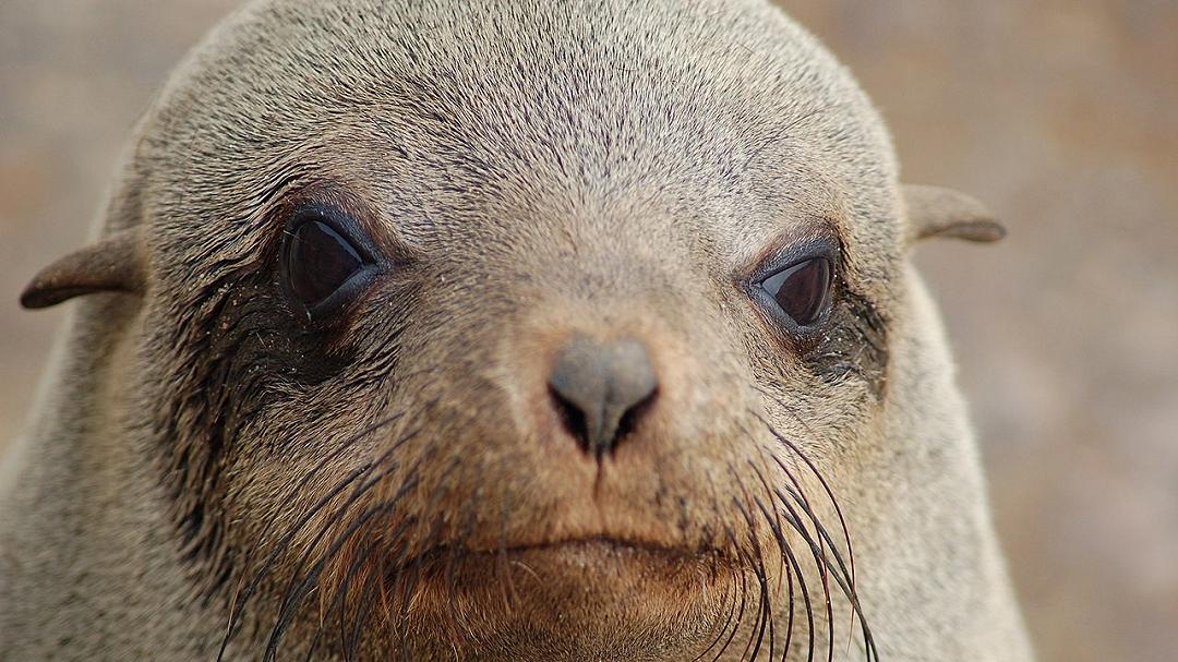 Le tossine dell’oceano che rendono le otarie aggressive