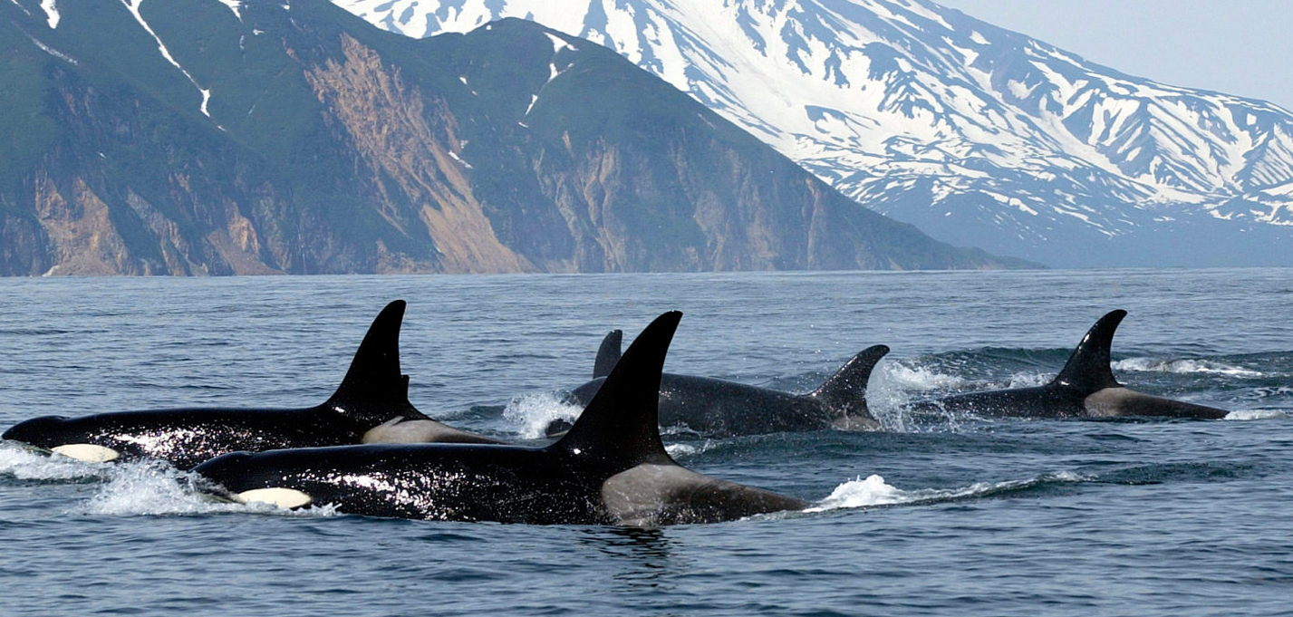 Orcas: Discovered Chemical Caused by Future Extinction