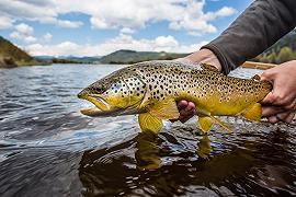 Mangiare un pesce d’acqua dolce equivale a bere acqua contaminata per un mese