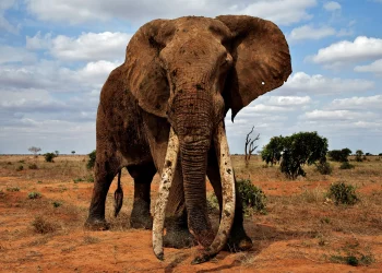 Gli elefanti possono salvare il pianeta?