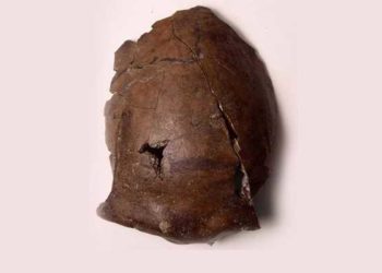 Cranio di 6.000 anni fa: apparterrebbe alla prima vittima di tsunami conosciuta al mondo