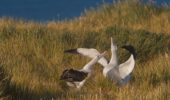 albatros in coppia