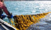 Alghe: gli allevamenti potrebbero ridurre l’inquinamento