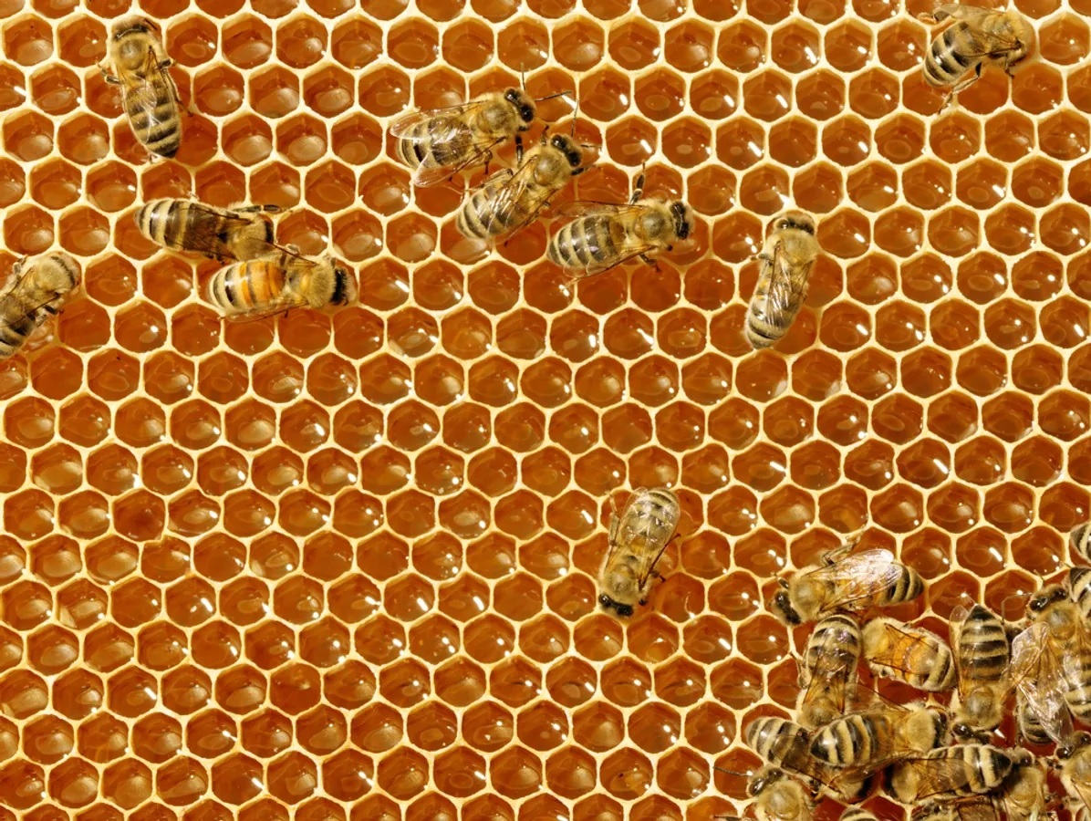 Api: approvato in America il primo vaccino