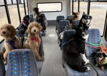 Cani: in Alaska il primo autobus che trasporta gli amici a quattro zampe