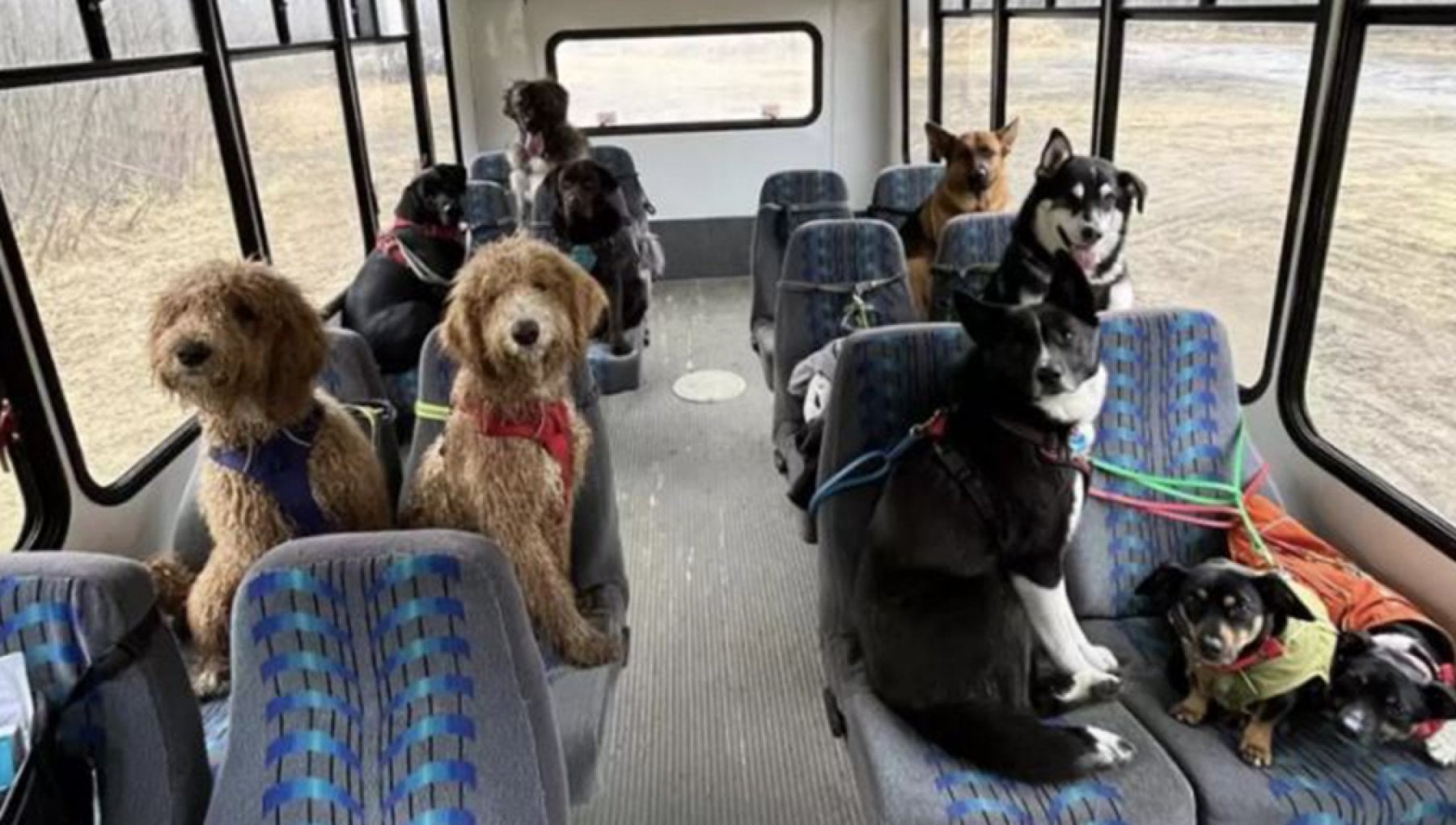 autobus per cani Alaska