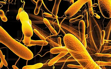 Come comunicano i batteri?