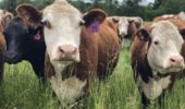 Riduzione dei costi e delle emissioni nella produzione di carne bovina