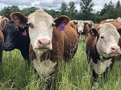 Riduzione dei costi e delle emissioni nella produzione di carne bovina