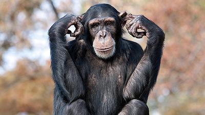 Gli esseri umani sono in grado di riconoscere e comprendere i gesti di scimpanzé e bonobo