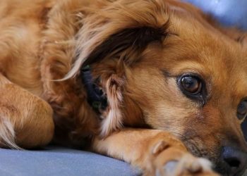 Cani: rischiano di soffrire di depressione