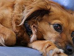 Cani: rischiano di soffrire di depressione