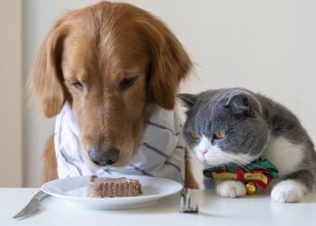 Cane: può mangiare il cibo del gatto, ma non viceversa