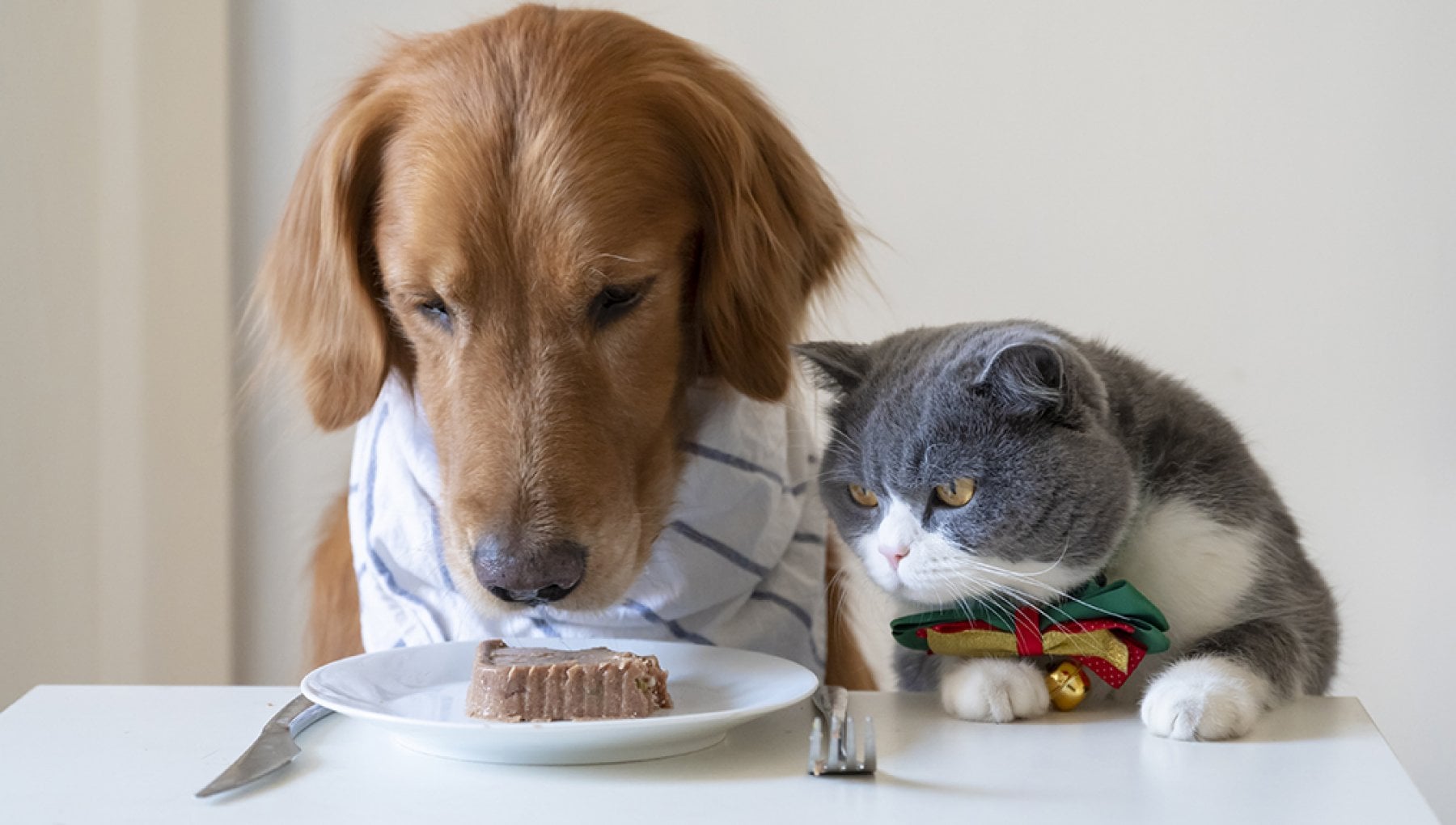 cane mangia cibo del gatto