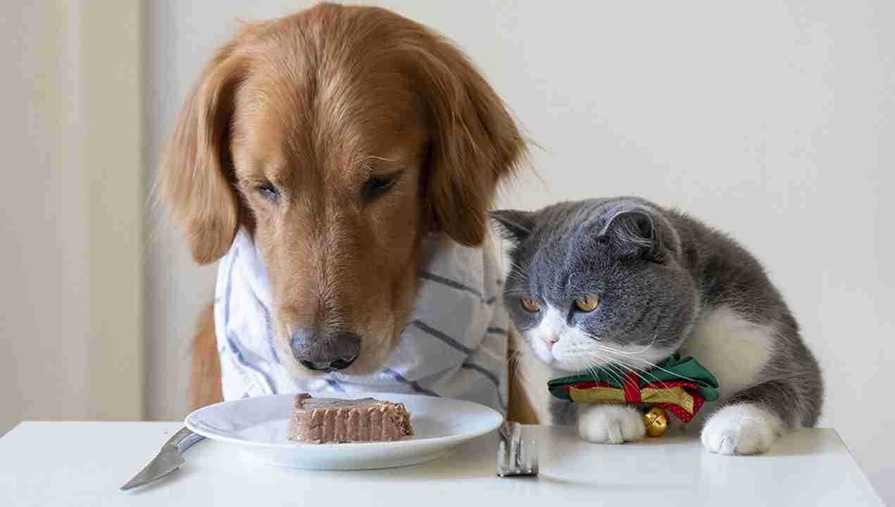 cane mangia cibo del gatto