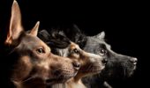 Cani: hanno adottato i loro umani durante la pandemia