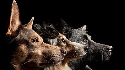 Cani: hanno adottato i loro umani durante la pandemia