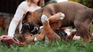 Cani: quando si mordicchiano forse stanno giocando