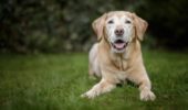 Cani: in arrivo le pillole anti-invecchiamento