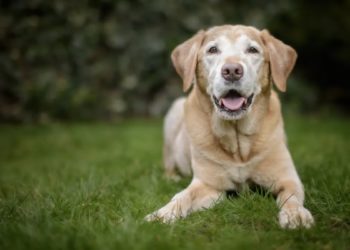 Cani: in arrivo le pillole anti-invecchiamento